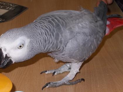 Ilustrační obrázek do seznamu nebo pro pouták