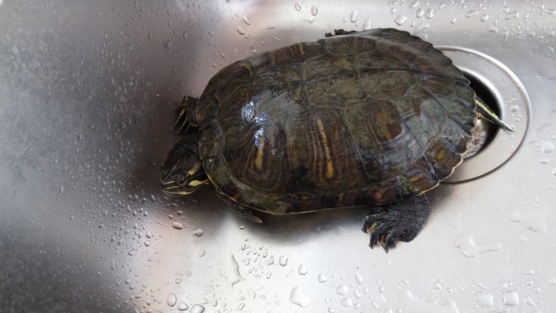 Ilustrační obrázek do seznamu nebo pro pouták